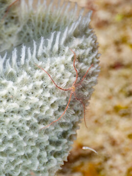 Sponge brittle star on a sea sponge (Grand Cayman, Cayman Islands)