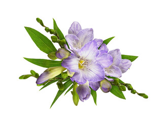 Purple freesia flowers in a floral arrangement isolated