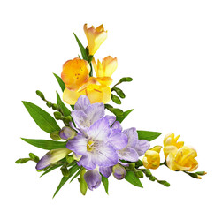 Purple and yellow freesia flowers in a corner floral arrangement isolated on white