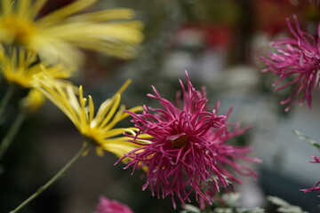 Red flowers of Chrysanthemum 'Edo Giku' in full bloom
