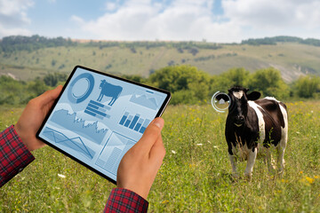 Farmer with tablet computer inspects cows in the pasture. Herd management concept.