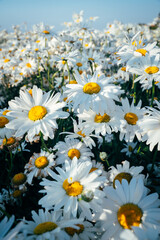Fototapeta premium Summer landscape with delicate wild daisy field in the sunlight