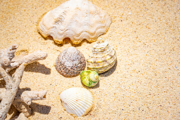 Sea shells on the golden sand. Abstract of Holiday Summer beach background.	