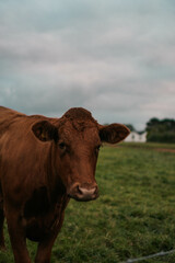 cow in the field