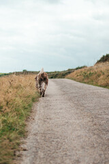 Dog on the road