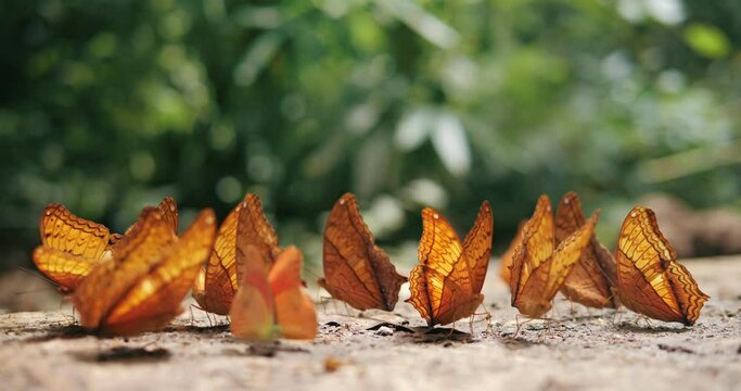 Group of butterflies puddling on the ground in forest, Butterflies swarm eats minerals.