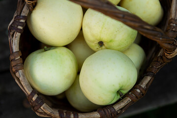 Ripe white apples pouring in a basket. Vitamins and healthy food. New harvest. Close-up.