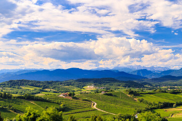 Naklejka na ściany i meble The beautiful vineyard of Collio, Friuli Venezia-Giulia, Italy