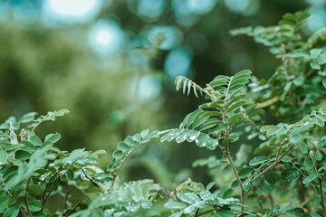 fern leaf in the forest.