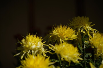 Yellow flowers of Chrysanthemum 'Edo Giku' in full bloom
