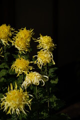Yellow flowers of Chrysanthemum 'Edo Giku' in full bloom
