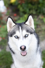 husky dog outdoor closeup photo on green grass background