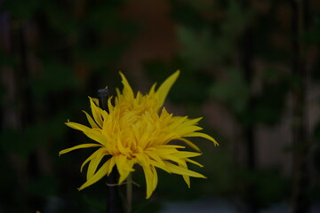 Yellow flowers of Chrysanthemum 'Edo Giku' in full bloom
