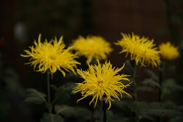 Yellow flowers of Chrysanthemum 'Edo Giku' in full bloom
