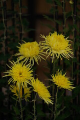 Yellow flowers of Chrysanthemum 'Edo Giku' in full bloom
