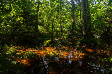 Fototapeta premium Dark bog forest with reflections in the dark water, ferns and grass 