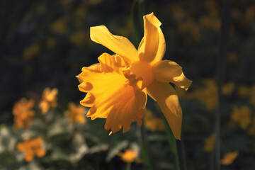 A closeup view of a narcissus flower against a sunset light