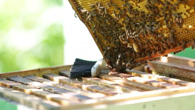 Bee-Keeper bilder – Bläddra bland 100,304 stockfoton, vektorer och ...