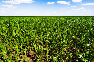 Obraz premium Corn field in summertime. Landscape image of green corn field with blue sky.