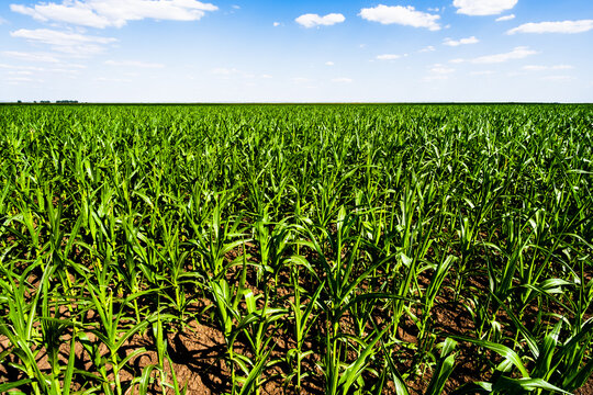 Corn field in summertime. Landscape image of green corn field with blue sky.