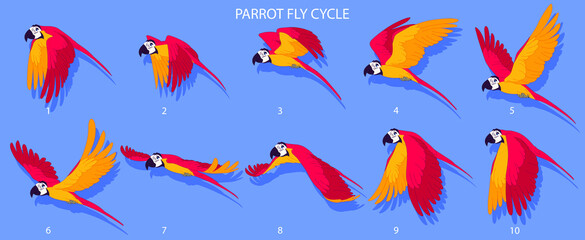 Red Parrot Fly cycle frame by frame loopable vector file ready for 2D animation, the editable Illustration source file for motion graphics, infographics, animated video, explanatory, E-learning