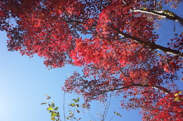 Red autumn leaves of Japanese Maple
