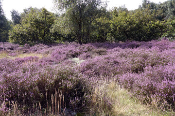 Obraz premium Heather in woodland Solleveld of The Hague