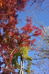 Red autumn leaves of Japanese Maple
