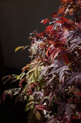 Red autumn leaves of Japanese Maple
