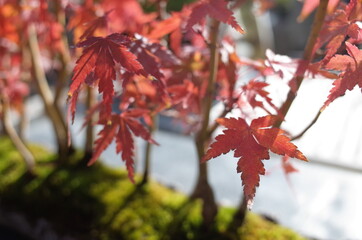 Red autumn leaves of Japanese Maple
