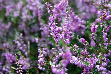 Heather in woodland Solleveld of The Hague