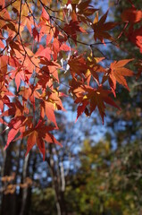 Red autumn leaves of Japanese Maple
