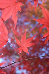 Red autumn leaves of Japanese Maple
