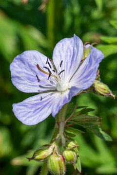 Geranium Pratense 'Mrs Kendall Clark' a summer flowering plant with a light purple summertime flower commonly known as meadow cranesbill, stock photo image