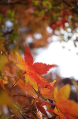 Red autumn leaves of Japanese Maple
