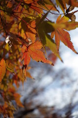 Red autumn leaves of Japanese Maple
