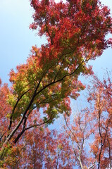 Fototapeta premium Red autumn leaves of Japanese Maple 