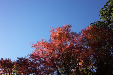 Fototapeta premium Red autumn leaves of Japanese Maple 