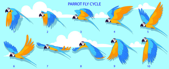 Blue Macaw Fly cycle frame by frame loopable vector file ready for 2D animation, the editable Illustration source file for motion graphics, infographics, animated video, explanatory, E-learning