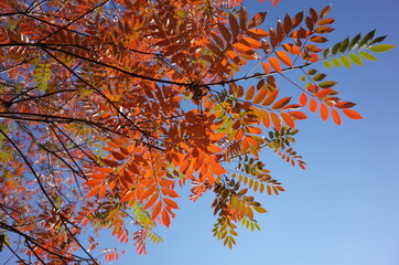 Red autumn leaves of Japan Wax Tree
