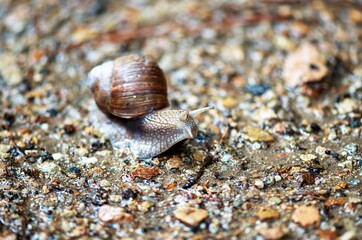 snail on the stone