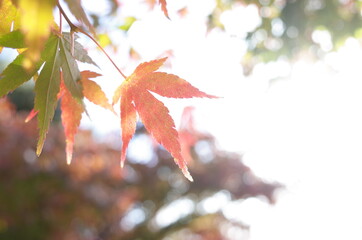 Red autumn leaves of Japanese Maple
