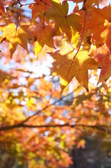 Red autumn leaves of Japanese Maple
