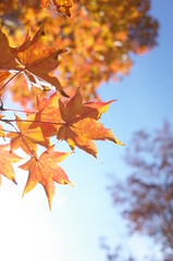 Red autumn leaves of Japanese Maple
