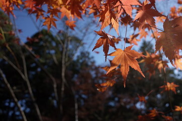Red autumn leaves of Japanese Maple
