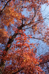 Red autumn leaves of Japanese Maple

