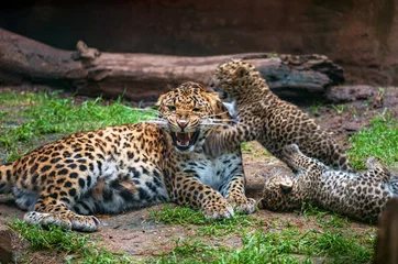 Deurstickers sissende luipaard met welpen © Ivana