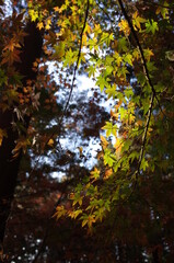 Red autumn leaves of Japanese Maple
