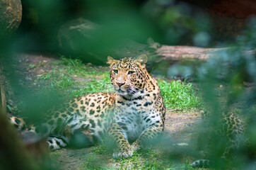 leopard in the zoo