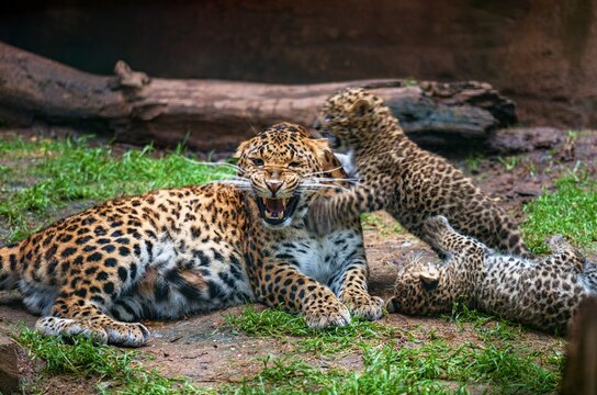 Hissing Leopard With Cubs